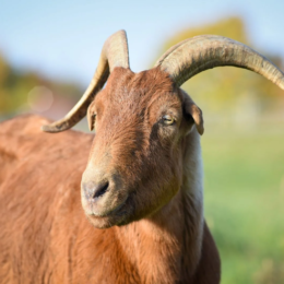Grass Fed Goat