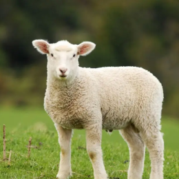 Grass Fed Lamb